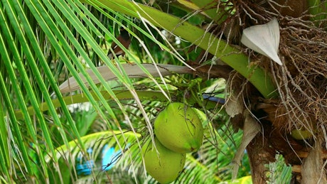Green coconut hanging on palm