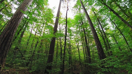 绿色的森林地面俯瞰着树冠
