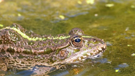 Green frog on the swamp water.