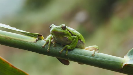 Green frog resting on a branch.