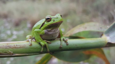 Green frog sitting on a branch.