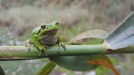 Green frog standing on a green branch.