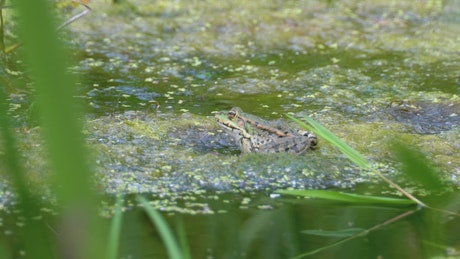 Green frog standing on the water swamp.
