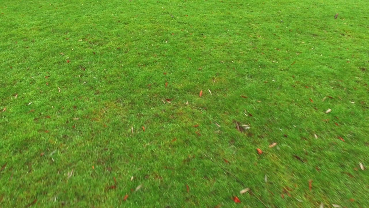 Green grass, ground view - Free Stock Video