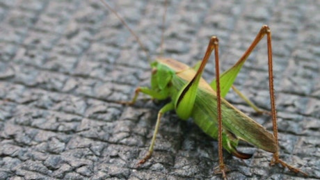 Green grasshopper on the sidewalk.