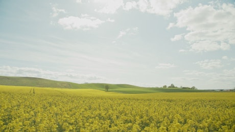 Green hills behind a crop field