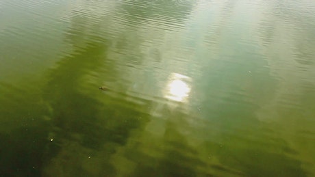 Green lake water reflecting the Sun