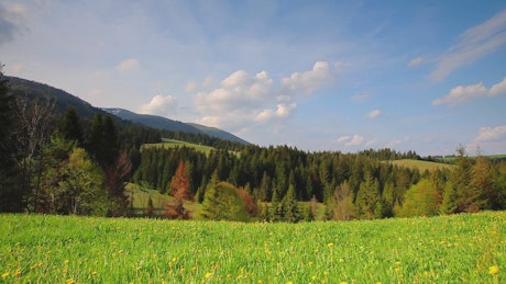 Green landscape of a sunny meadow.