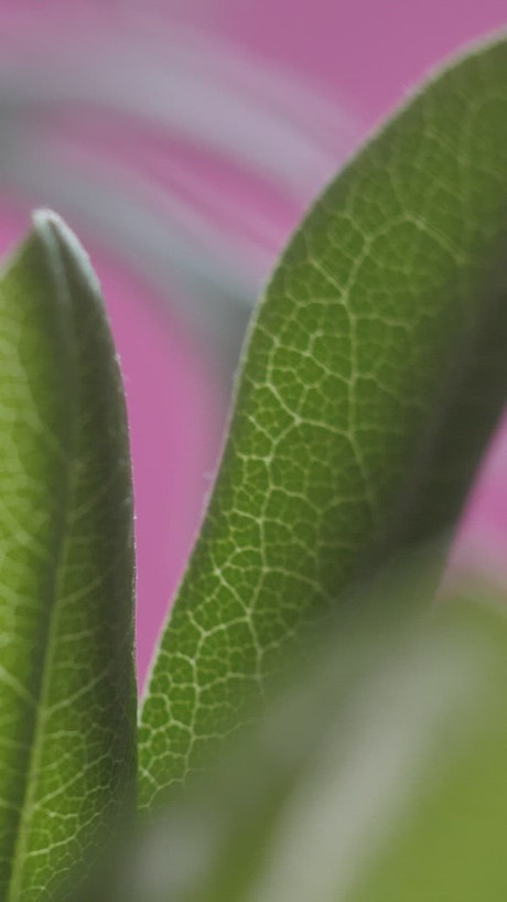 Green leaves in detail view