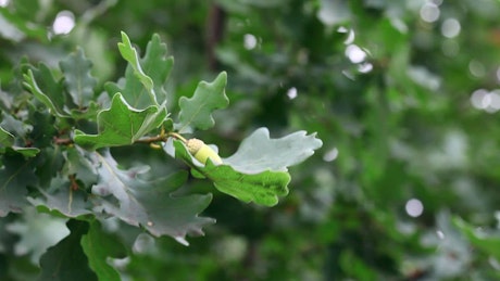 Green oak tree branch in the wind