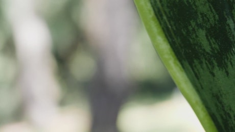 Green plant closeup