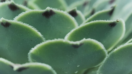 Green succulent macro close up.