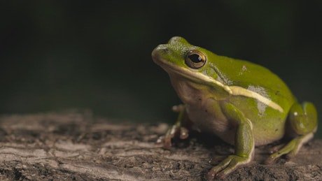 Green toad breathing with a dark background.