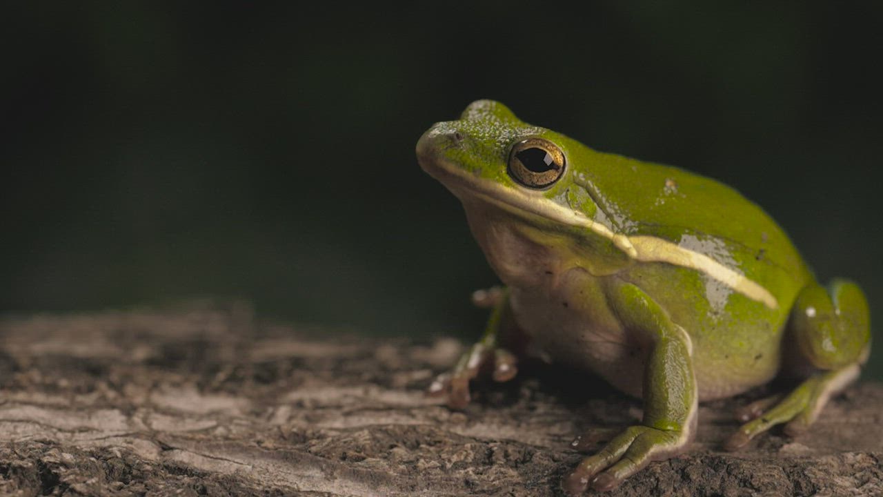 ⁣Green toad breathing with LIVE DRAW  a dark background