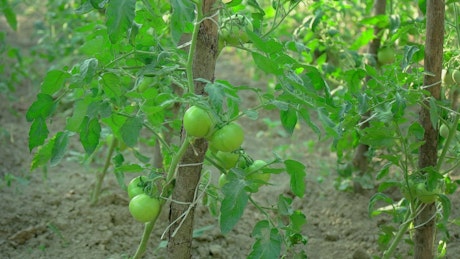 Green tomatoes growing on a vine.