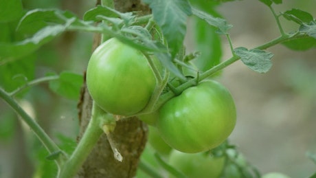 Green tomatoes on a vine.
