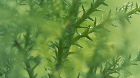 Green wet plants close up