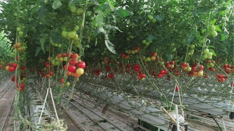 Greenhouse full of Tomato plants
