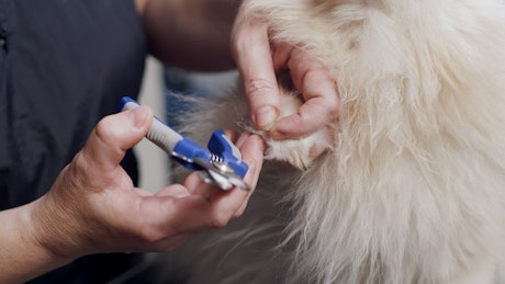 Groomer carefully clipping a dog's claws.