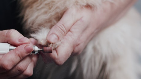 Groomer trimming a dogs claws with a speciality tool.