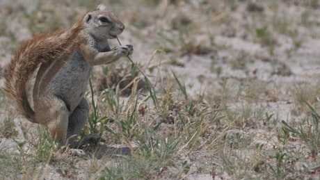 Ground squirrel eating grass