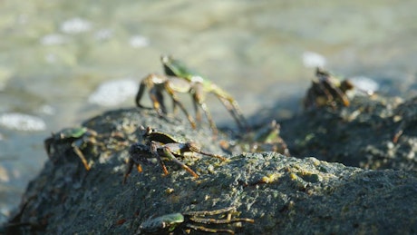 Group of crabs standing on a rock