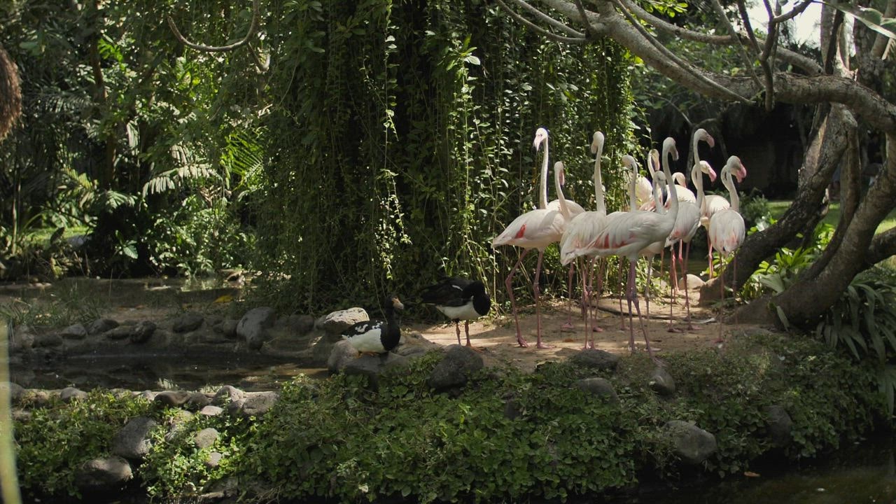 Sekelompok flamingo di tepi danau