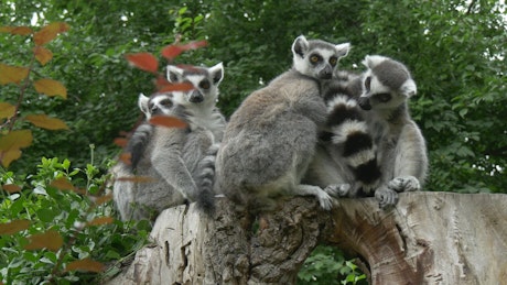 Group of lemurs on a trunk.