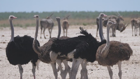 Group of ostrich on a dry savanna.
