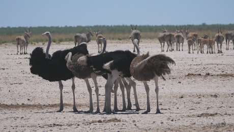 Group of ostrich on a sunny savanna.