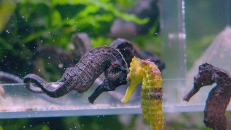 Group of Seahorse floating in a fish tank.