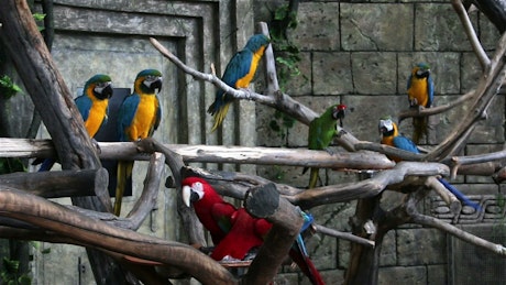 Group of tropical parrots sitting on branches in an old building site.