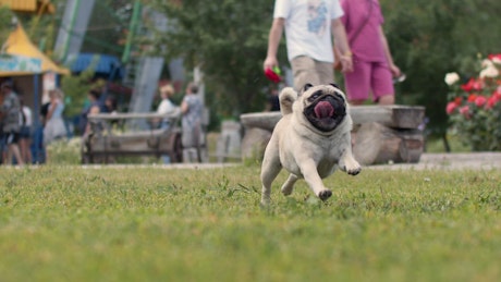 Happy pug running across a busy park.