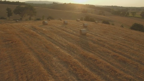 Hay rolls in an agriculture field at sunset
