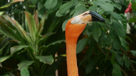 Head of a flamingo turning side to side.