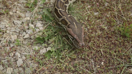 Head of a snake moving across the ground.