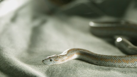 Head of snake on fabric.