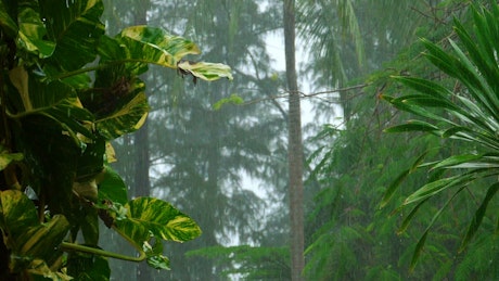 Heavy rain in slow motion on the tropical forest.