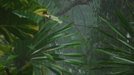 Heavy rain in the tropical forest.