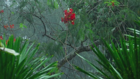 Heavy rain in tropical forest.