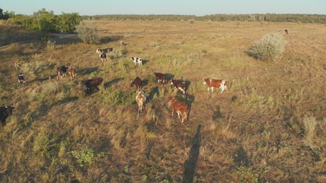 Herd cows grazing in the meadow.