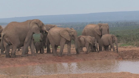 Herd of African Elephants in a pond