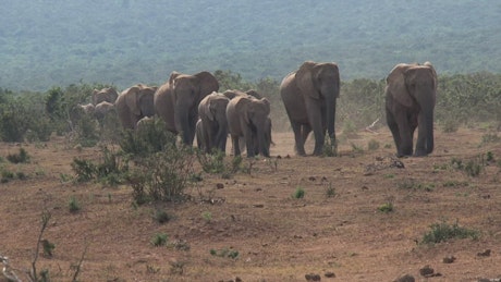 Herd of african elephants walking on the savanna.