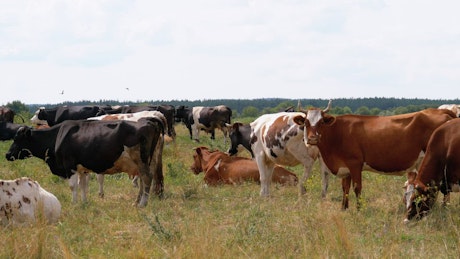 Herd of cows standing in the countryside.