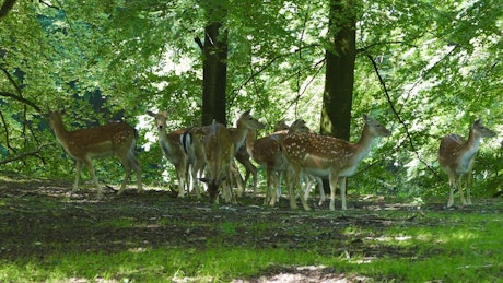 Herd of deer in the forest.