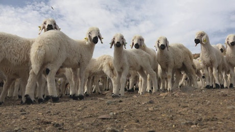 Herd of lambs.