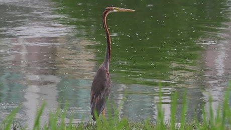 Heron standing at the edge of a pool