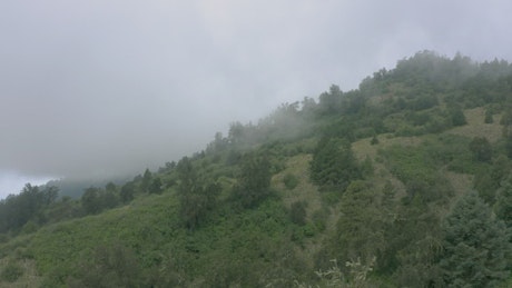Hill covered with vegetation in an aerial view.