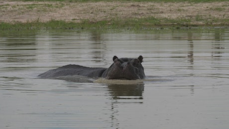 Hippo yawning in the lake.