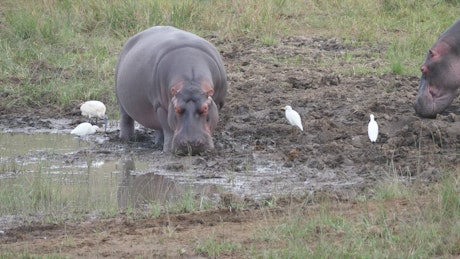 Hippos resting in the mud.
